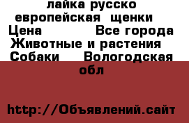 лайка русско-европейская (щенки) › Цена ­ 5 000 - Все города Животные и растения » Собаки   . Вологодская обл.